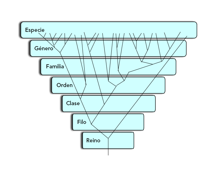 Árbol con las divisiones taxonómicas principales. Como se puede ver, de cada una de ellas surgen varias ramificaciones.