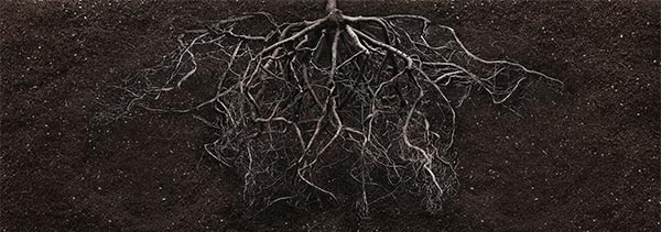Tipos de raíces